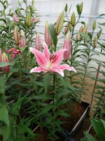 [5382 Ravenna VZ No02.JPG]